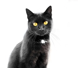Black cat isolated on white background staring at you with its yellow eyes. Black young adult kitten with white spot. Furry pet portrait