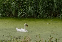 Swan swimming alone through thick green algae on a wild undisturbed pond