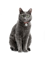 Portrait of a beautiful and funny gray cat in a red collar. He sits and looks. Russian blue cat, green eyes. Background is isolated.
