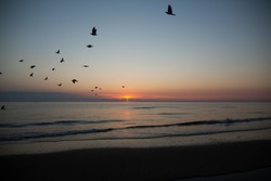 birds fly against the background of the sea and sunset
