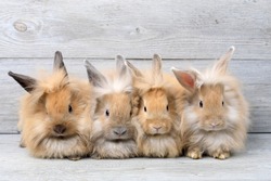 Group of lovely bunny easter rabbits on wooden background. beautiful lovely pets.
