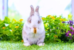 Healthy lovely baby bunny easter white rabbit on green garden with beautiful flowers nature background. Cute fluffy rabbit sniffing with basket of carrots. Symbol of easter day.