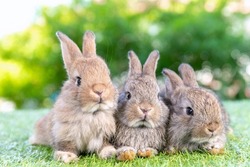 Group of healthy Lovely bunny easter fluffy brown rabbits, Adorable baby rabbit on green garden nature background. The Easter brown hares. Close - up of a rabbit.