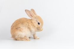 Baby bunny easter brown rabbit resting on white background. Lovely bunny easter rabbit. Animal symbol of easter day.