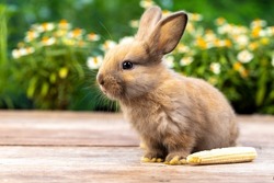 Lovely new born bunny easter rabbit eating baby corn in garden with flowers background. Cute fluffy rabbit on white background. Lovely mammal with beautiful bright eyes in nature life. Animal concept.