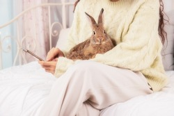 Lovely bunny easter fluffy rabbit lay on woman's lap while she is using mobile phone shopping on line in living room. Woman working at home and hold cute rabbit in her arm.