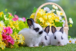 Lovely bunny easter fluffy new born baby white rabbit on colorful flowers and easter eggs on green garden nature background on warmimg day. Animal symbol of easter day festival.