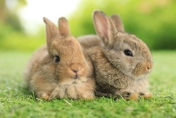 Healthy lovely baby bunny easter brown rabbit on green garden nature background. Cute fluffy rabbit, animal symbol of easter day festival. Happy new year 2023 rabbit zodiac Chinese year.