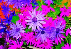Colourful Summer Flowers. Pink and Purple Daisies