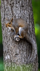 Squirrel siting on a cuted branch of a tree in forest waiting for their mates.