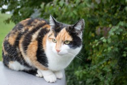 Wonderful Calico cat sitting outdoor on a wall