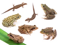 Collection of amphibians and reptiles ( frogs, toads, lizards ) isolated on white background