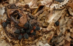 a carrion beetle feed on the bodies of dead and decaying animal