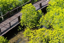 Pran Buri Forest Park the mangrove forest at Pran Buri District, Thailand