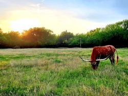 A Texas Longhorn grazing in the field at sunset. 