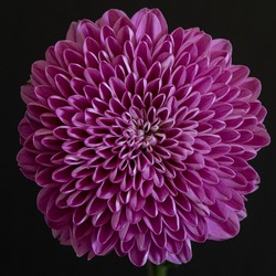 Abstract close-up and macro of the radial symmetry of a dalia flower against black background
