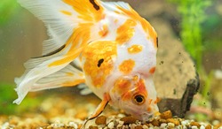Goldfish in aquarium with plants and stones. Eating rocks.