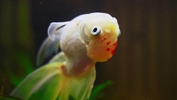Sick goldfish swims upside down in aquarium.