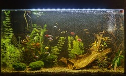 Beautiful planted tropical freshwater aquarium with fishes. Aquascape.