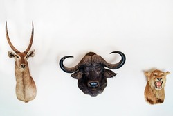 Wall decorated with stuffed animal heads. Taxidermy.