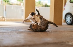 Two stray cats are fighting on the street.