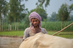 Close up on farmer plowing paddy field with a couple of Oxen.