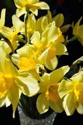 yellow flower nature daffodil background