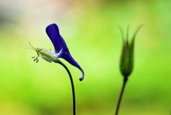 overblown blue Aquilegia on the green background
