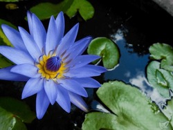 Blue lotus flower species, A very popular species of blue lotus flower in Indonesia. She's in an aquatic garden all open showing her blue petals, her vibrant yellow stamens and her green and round lea