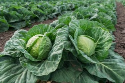 young cabbage grows in the farmer field, growing cabbage in the open field. agricultural business