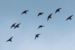 flock of birds flying in the sky. visible bird silhouettes.