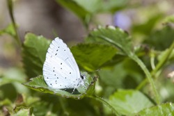 a holly blue butterfly celastrina argiolus on green leaves in summer