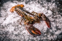 Raw lobster on ice on a black stone table top view