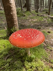 red mushroom, forest and moss