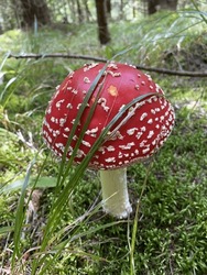 Red mushroom, forest and moss