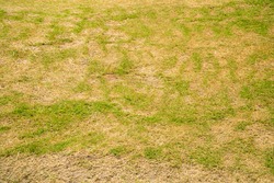 Dead grass of the nature background. a patch is caused by the destruction of fungus Rhizoctonia Solani grass leaf change from green to dead brown in a circle lawn texture background dead dry grass.