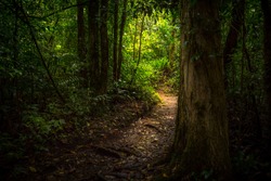 Jungle path.