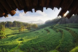 Morning scenery from rice paddy field. Golden hour scenery of rural place located in Pamotan (Malang, Indonesia)