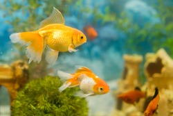 Goldfish in freshwater aquarium with green beautiful planted tropical. fish in freshwater aquarium with green beautiful planted tropical.