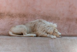 Lion sleeping in the zoo. The Sleeping Lion
