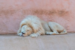 Lion sleeping in the zoo. The Sleeping Lion