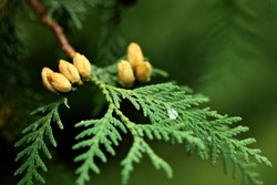 Thuja occidentalis is an evergreen coniferous tree, in the cypress family Cupressaceae.Blossom.Closeup