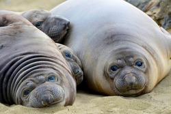 curious new born elephant seal pups / infants / babies lying together on sand looking at camera with wide eyes, big sur, california