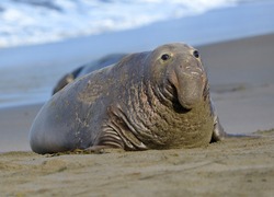 scarred adult elephant seal on beach, big sur, california