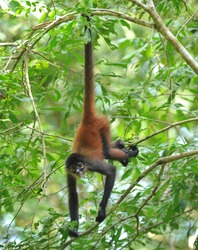 costa rican spider monkey male juvenile hanging from tree by tail, corcovado national park, costa rica, central america, mono aranya exotic primate in lush vibrant jungle rainforest