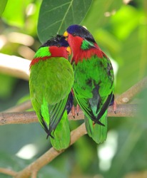 fijian collared lory mating pair, melanesia, south pacific, colorful bird