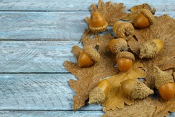 Dry brown oak leaves and acorns lie on a blue wooden board, natural background