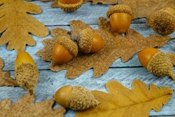 Dry brown oak leaves and acorns lie on a blue wooden board, natural background
