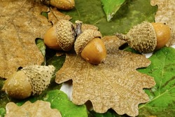 Drops of water lie on the  fresh green and dry brown oak leaves and acorns,   natural background
