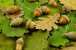 Fresh green and dry brown oak leaves, acorns lie on a white table, natural background
